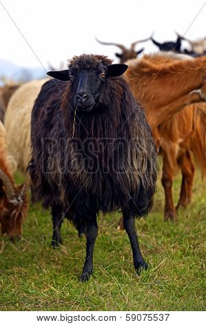 Herd Of Sheep On A Mountain Pasture