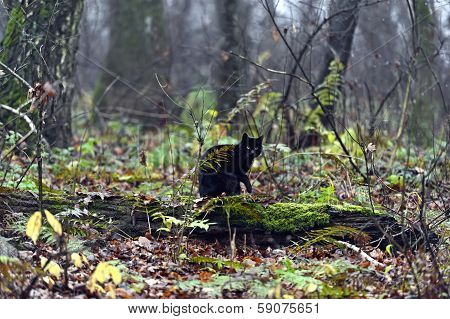 Black Cat In A City Park