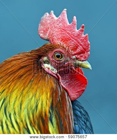Portrait Pet Rooster On The Farm