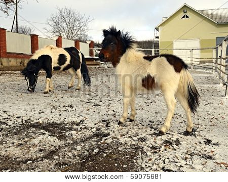 Portrait Of A White Pony In The Winter