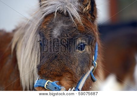 Portrait Of A White Pony In The Winter