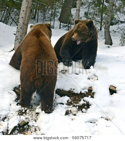 Brown Bear In The Woods In Winter