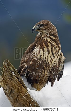 Buzzard
