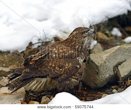 Buzzard