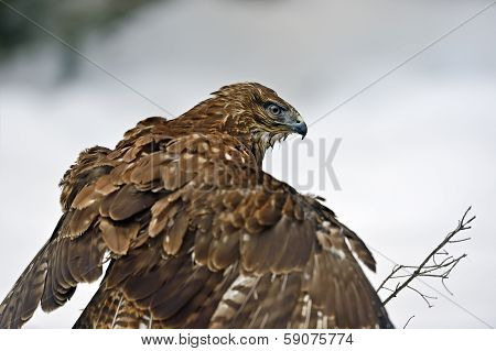 Buzzard
