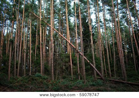 Forest with fallen trees in the wake of a strong storm