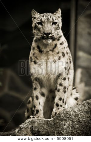 Cat Copy