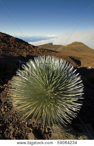 Silversword plant in Haleakala National Park, Maui, Hawaii
