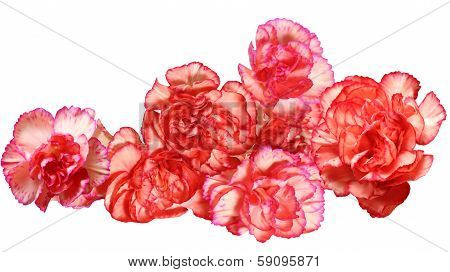 Carnation Flowers