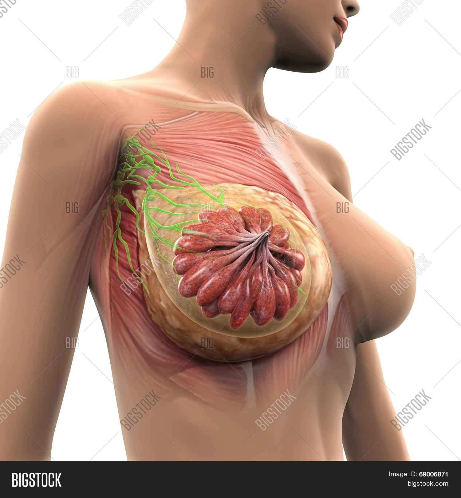 Female Breast Anatomy Image & Photo (Free Trial)