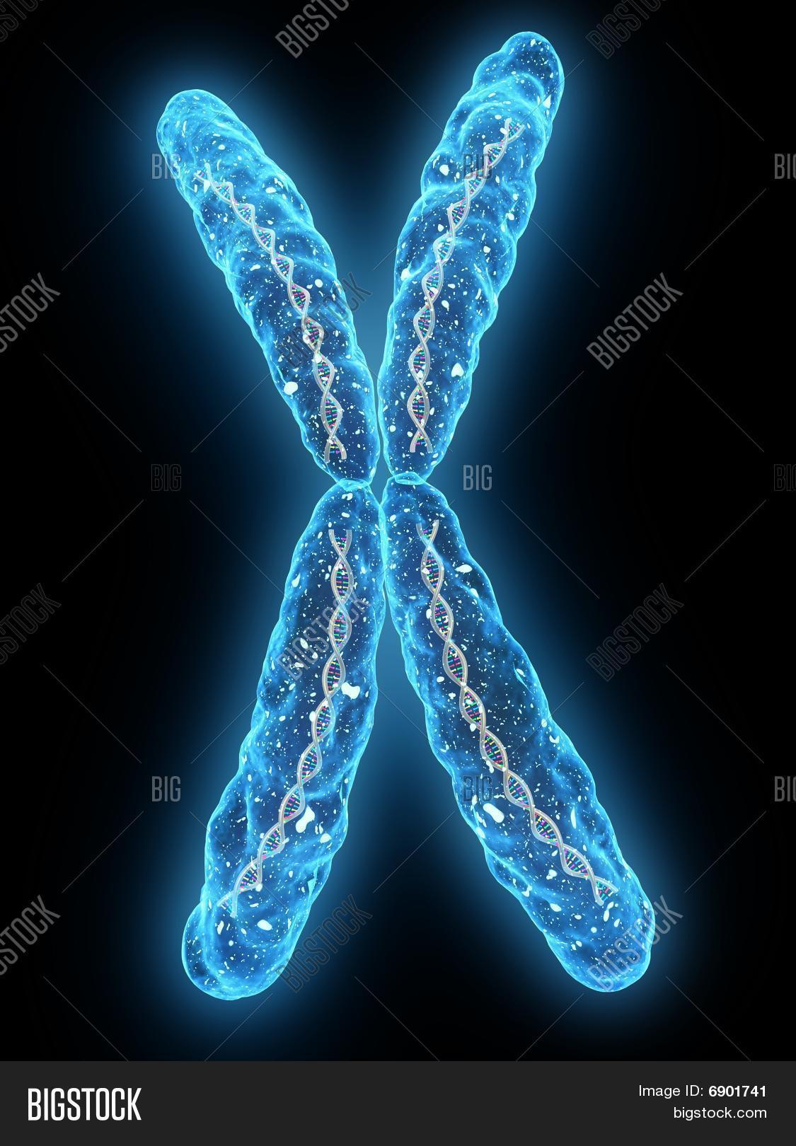 X - Chromosome Image & Photo (Free Trial) | Bigstock