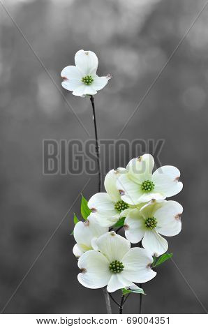 White dogwood flowers in spring