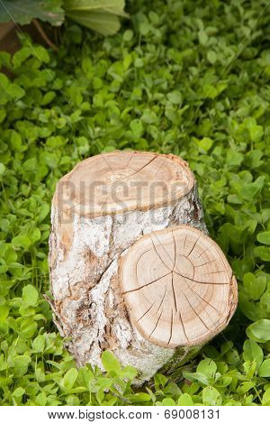 tree stump on the green grass