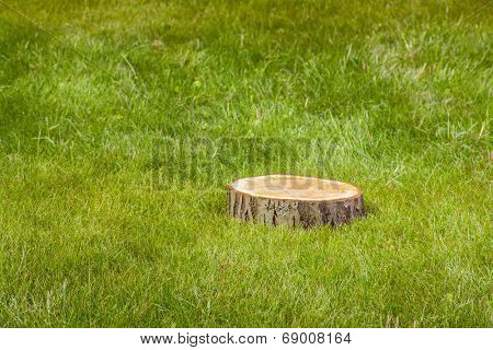 tree stump on the green grass