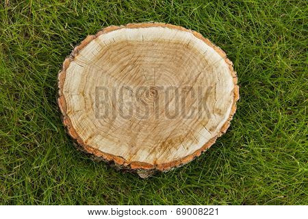 tree stump on the green grass, top view