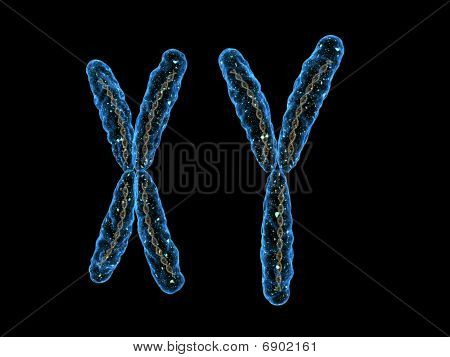 XY - chromozomu