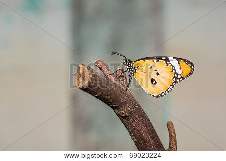 The Plain Tiger Butterfly