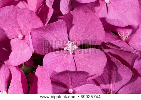 background of flowers of pink hydrangea close up