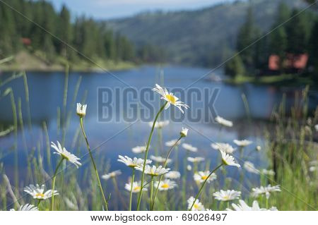Ox Eye Daisy with Lake Background