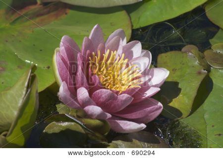 수련