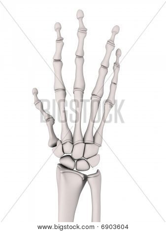 skeletal hand - arthritis