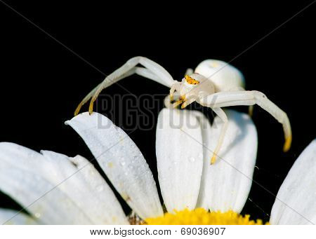 Crab Spider