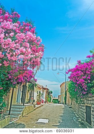 Oleanders By The Street
