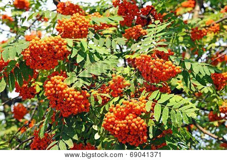 Rowan berries, Mountain ash (Sorbus)