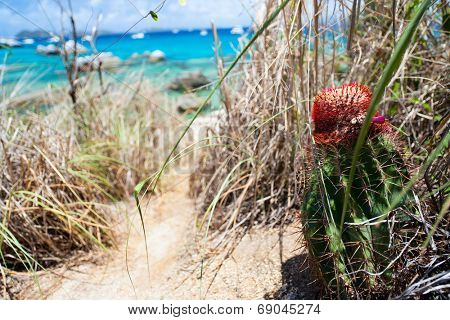 Unique red furry spiked top of Turks Cap or Turks Head Cactus grow on cliffs overlooking tropical ocean on the island of Virgin Gorda BVI in Caribbean 