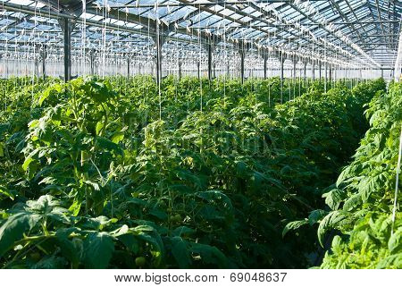 Tomato Plants