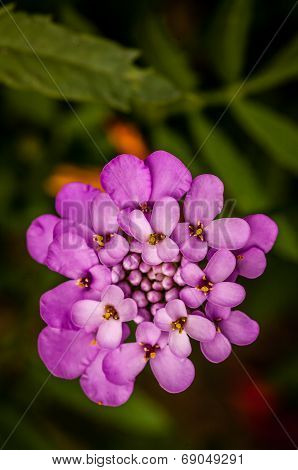 Purple iberis flower