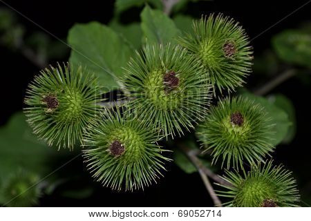 Arctium Láppa