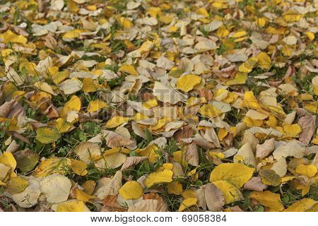 Linden leafs on green grass at autumn