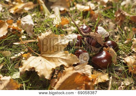 Chestnut fruits and leafs layed on green grass