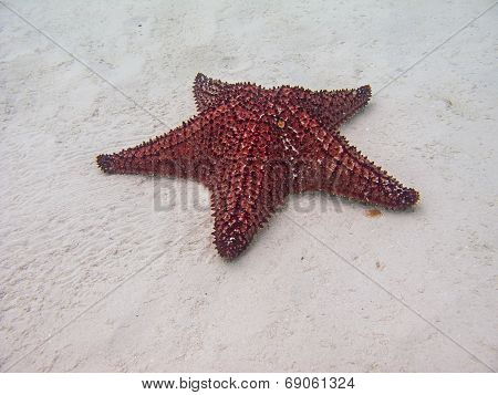 Cushion Sea Star
