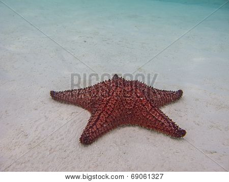 Sea Star