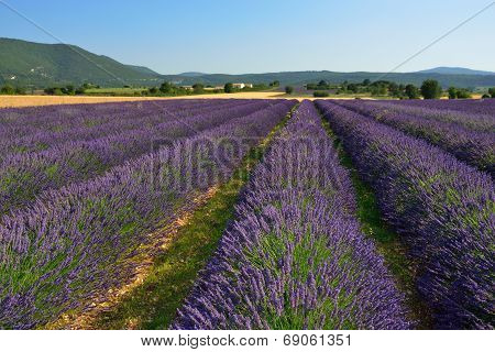 Lavender Field
