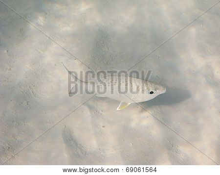 Fish Over Sand