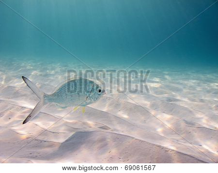 Yellowfin Mojarra In The Blue