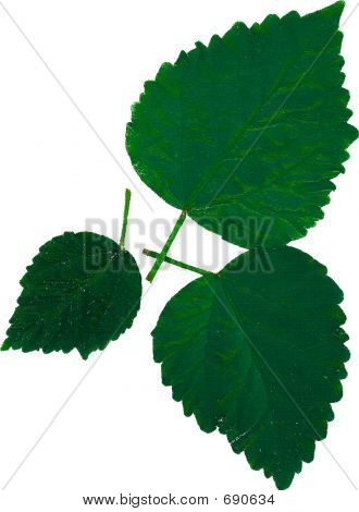 Azalea blad