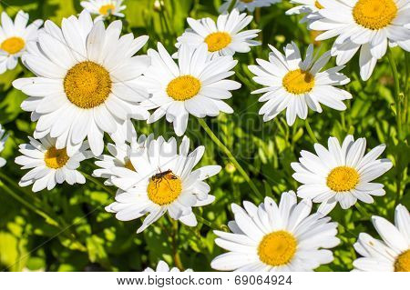 Daisy And Wasp