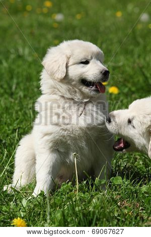 Nice Puppy Of Slovakian Chuvach In The Grass