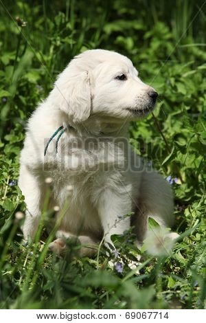 Nice Puppy Of Slovakian Chuvach In The Grass