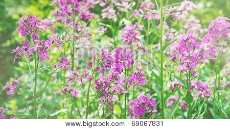 Shrub Of Willow-herb