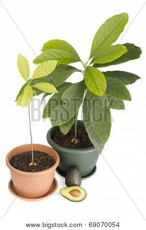 Two avocado plants and fruits