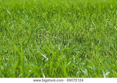 fresh green grass background