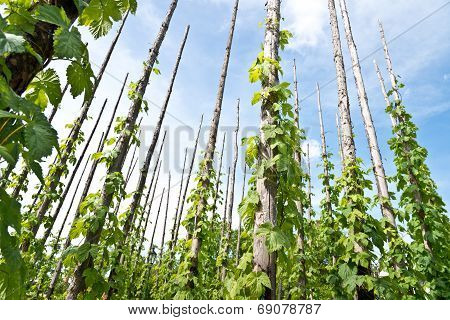 Traditional Hop Garden