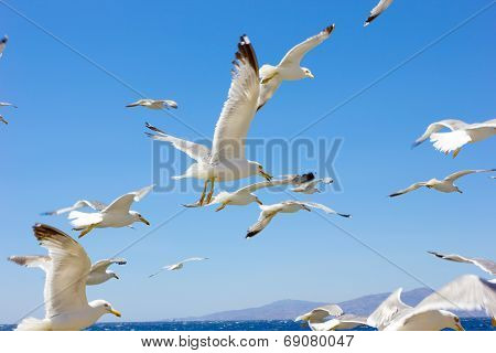 Swarm Of Flying Sea Gulls
