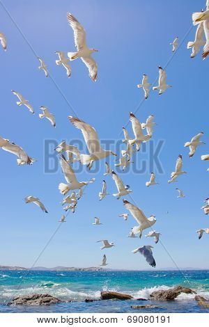 Swarm Of Flying Sea Gulls