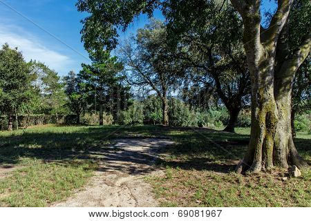 Outodoor Mediterranean Forest